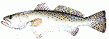 Speckeled Trout