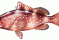 Red Grouper