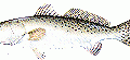Speckeled Trout